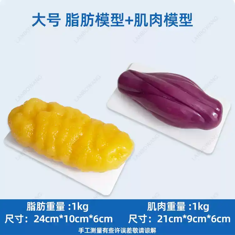 Human Muscle and Fat Replicas, - Nutrition Of Fitness 评论和价格